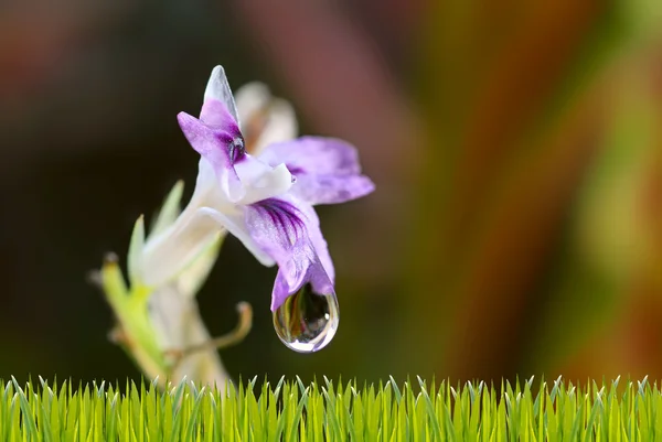 緑の背景に青い花 — ストック写真