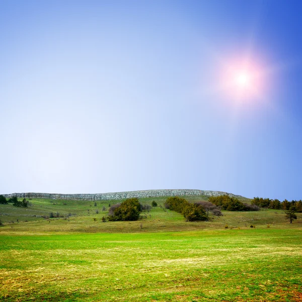 Erba verde sul campo — Foto Stock