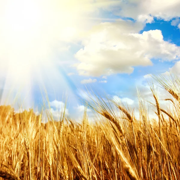 Grönt fält med himlen — Stockfoto