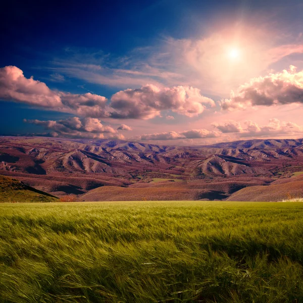 Summer field with mountians — Stock Photo, Image