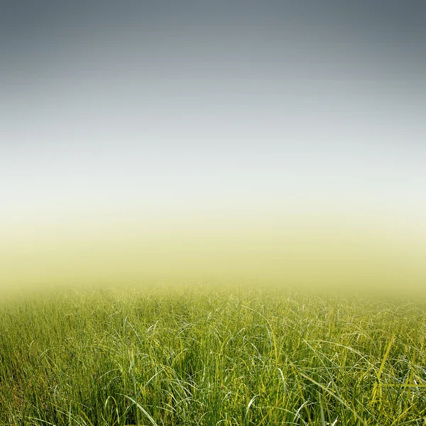 Fundal natura verde — Fotografie, imagine de stoc