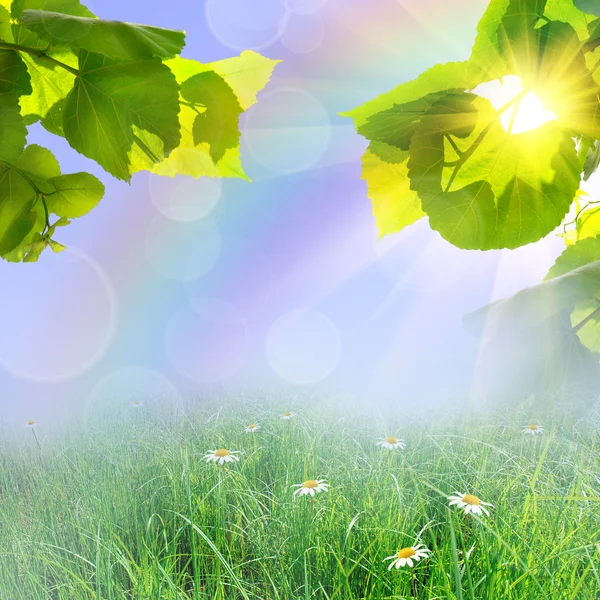 Green summer nature background — Stock Photo, Image