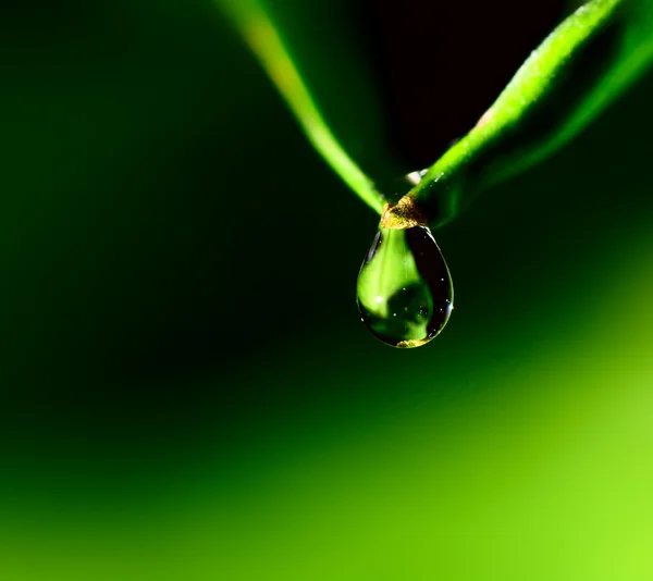 Gota de água no fundo verde — Fotografia de Stock