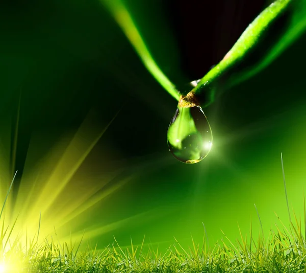 Gota de agua sobre el fondo verde —  Fotos de Stock