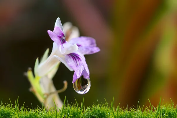 緑の背景に青い花 — ストック写真