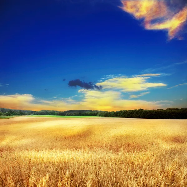 Campo amarillo eith cielo Imágenes de stock libres de derechos