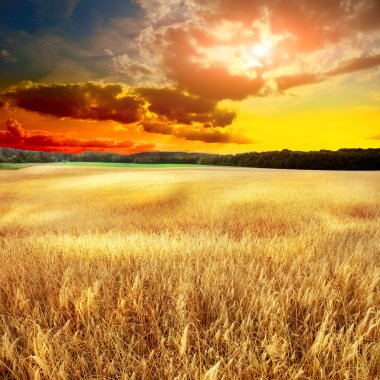 Sarı alan etmek gökyüzü