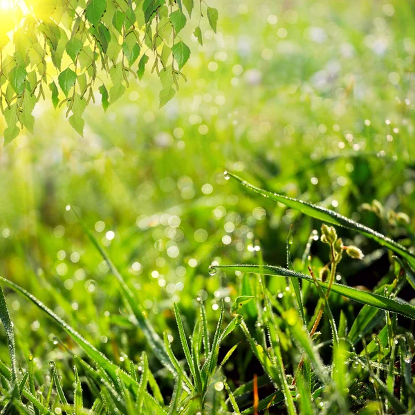 Verde verão natureza fundo — Fotografia de Stock