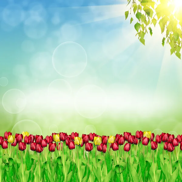 Spring tulips on nature background — Stock Photo, Image