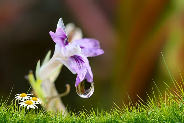 緑の背景に青い花 — ストック写真