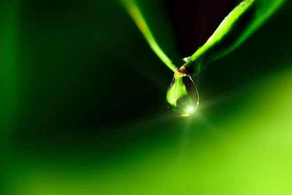 Gota de água no fundo verde — Fotografia de Stock