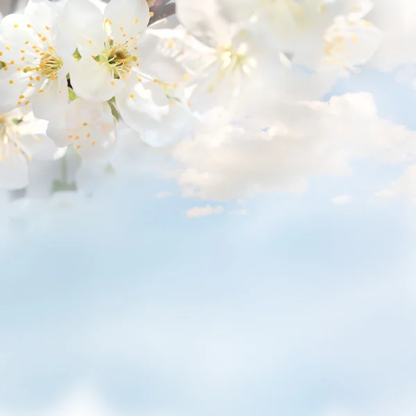 Λευκό κεράσι λουλούδι με ουρανό — Φωτογραφία Αρχείου