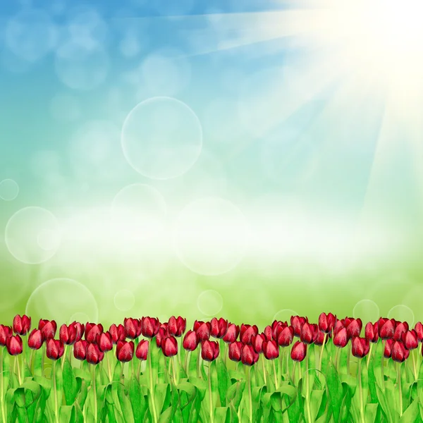 Spring tulips on nature background — Stock Photo, Image