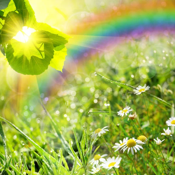 Gröna sommaren natur bakgrund — Stockfoto