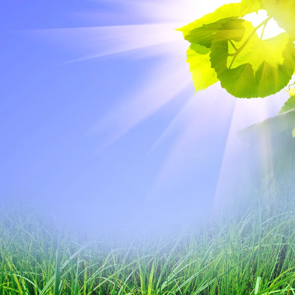 White dandelion on the green grass — Stock Photo, Image