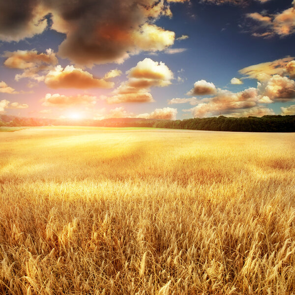 green summer nature background