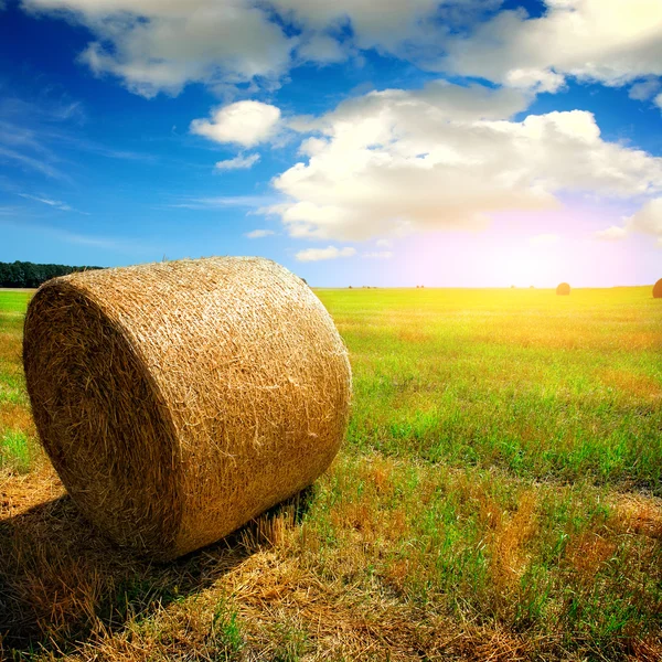 Grün Sommer Natur Hintergrund — Stockfoto