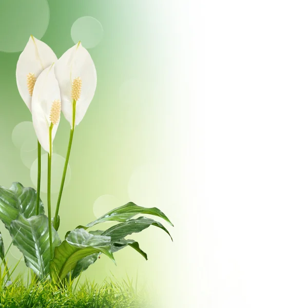 Flores brancas no fundo verde — Fotografia de Stock