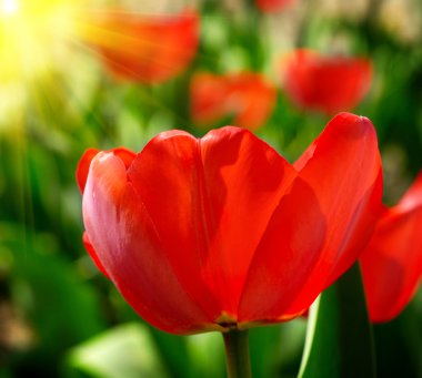 doğa arka plan üzerinde kırmızı bahar Lale