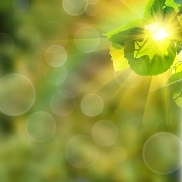 Green summer nature background — Stock Photo, Image