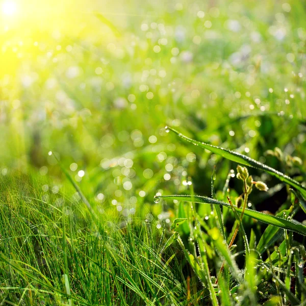 Groene zomer aard achtergrond — Stockfoto