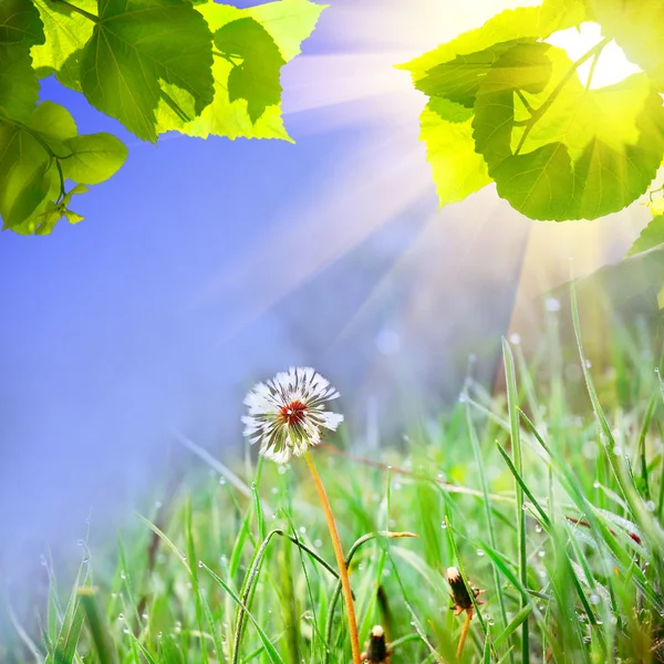 Pissenlit blanc sur l'herbe verte — Photo