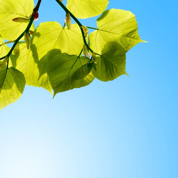 Feuilles d'arbres verts d'été sur le ciel — Photo