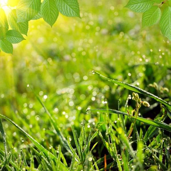 Verde verão natureza fundo — Fotografia de Stock