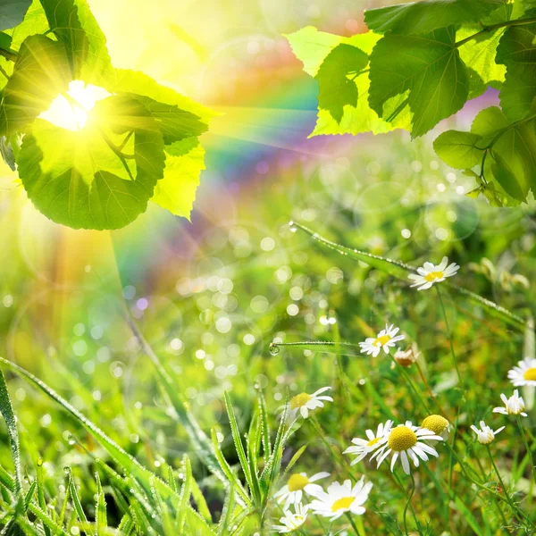 Green summer nature background — Stock Photo, Image