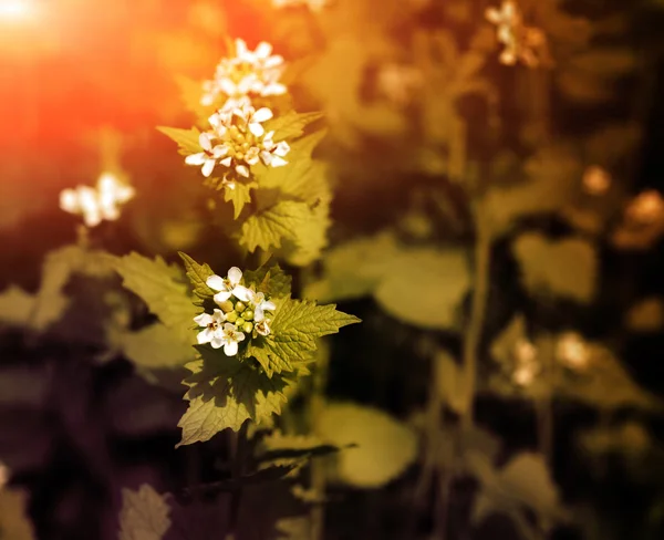 Fhite flor en el campo verde — Foto de Stock