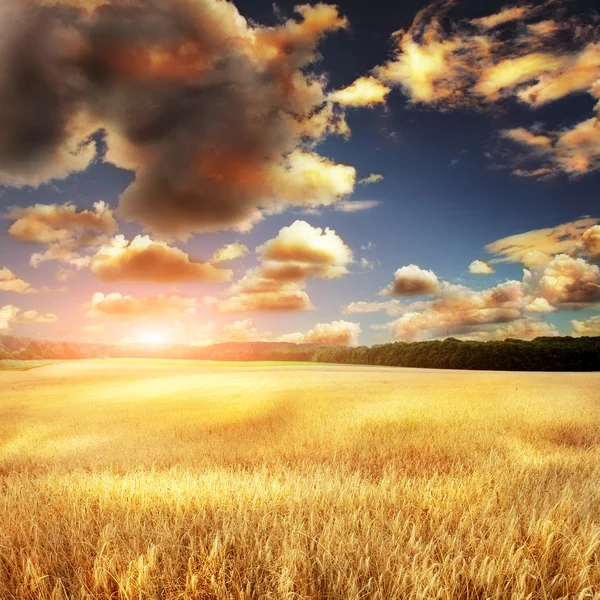 Yellow field eith sky — Stock Photo, Image