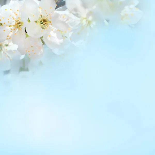 White cherry flower with the sky — Stock Photo, Image