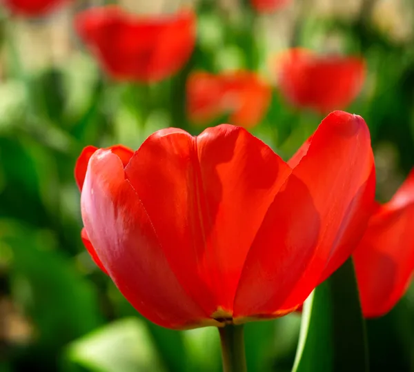 Red spring tulip on the nature background — Stock Photo, Image