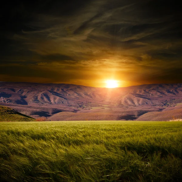 Campo de verano con montañeses — Foto de Stock