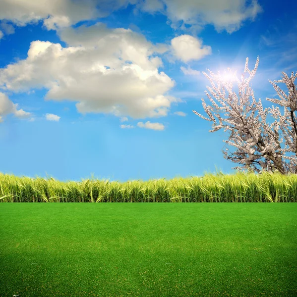Zielona trawa na polu — Zdjęcie stockowe