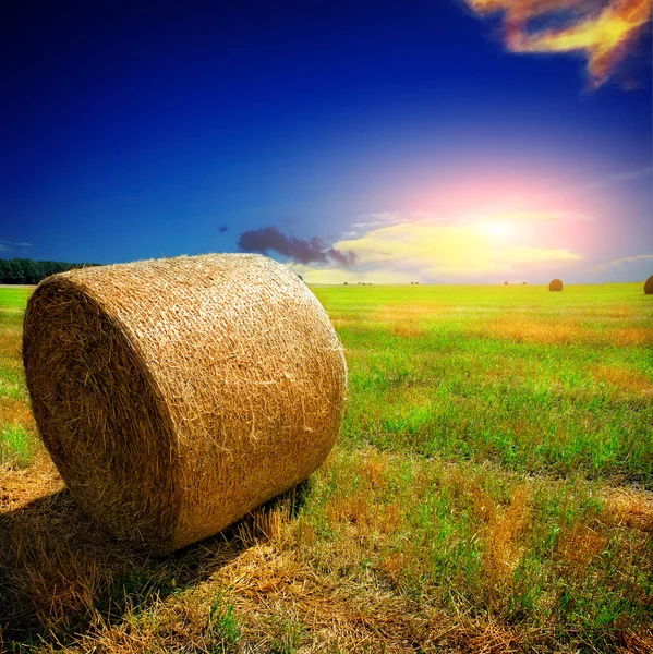 Yellow field with the sky — Stock Photo, Image