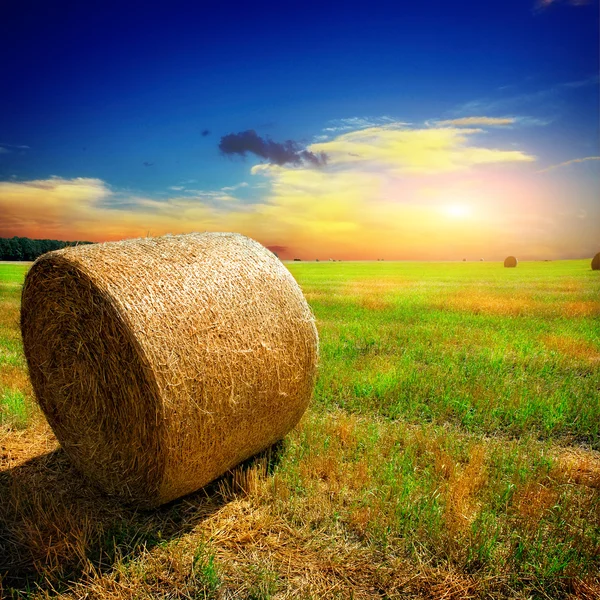 Gult fält med himlen — Stockfoto