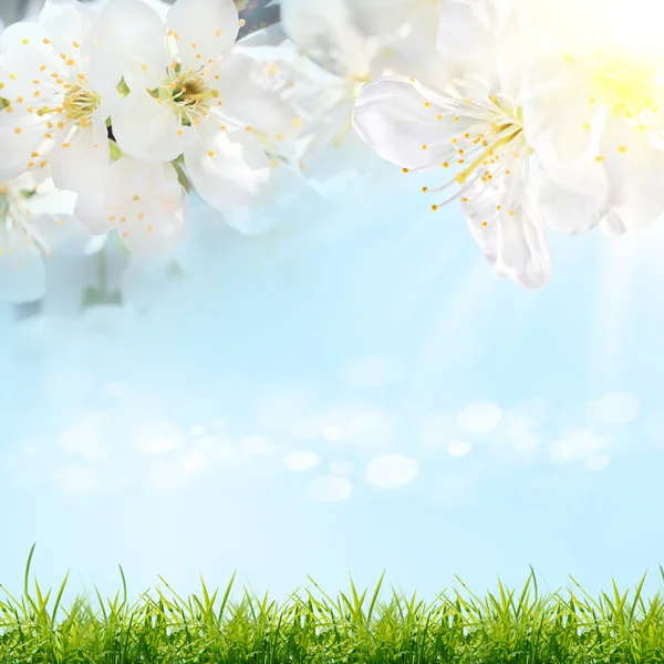 Witte cherry bloem met de hemel — Stockfoto