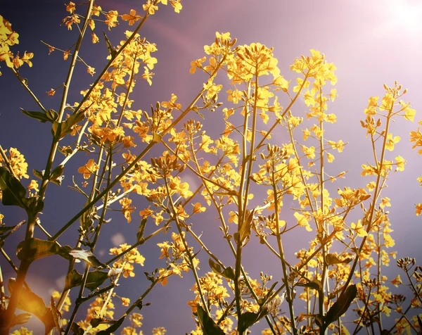 Жовті квіти з небом — стокове фото