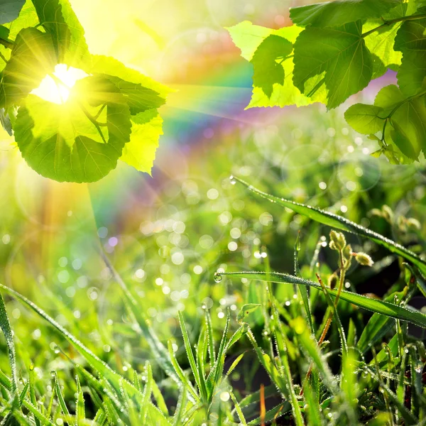 Green summer nature background — Stock Photo, Image