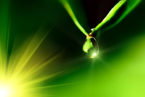 Waterdruppel op de groene achtergrond — Stockfoto