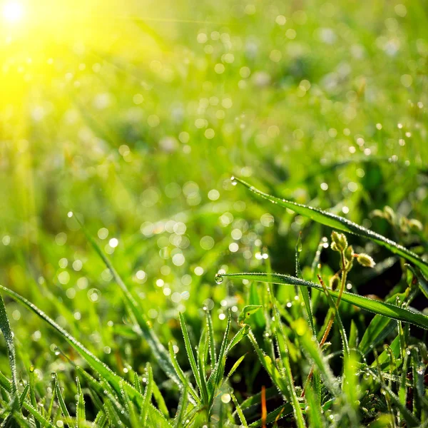 Grün Sommer Natur Hintergrund — Stockfoto