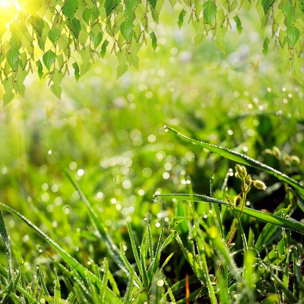 Green summer nature background — Stock Photo, Image