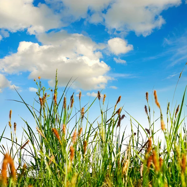Green grass with the sky — Stock Photo, Image