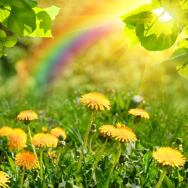 Fiori gialli con il cielo — Foto Stock