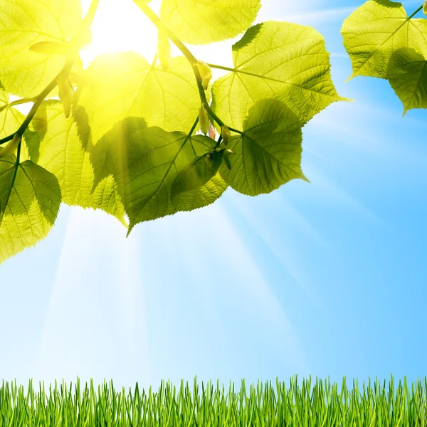 Feuilles d'arbres verts d'été sur le ciel — Photo