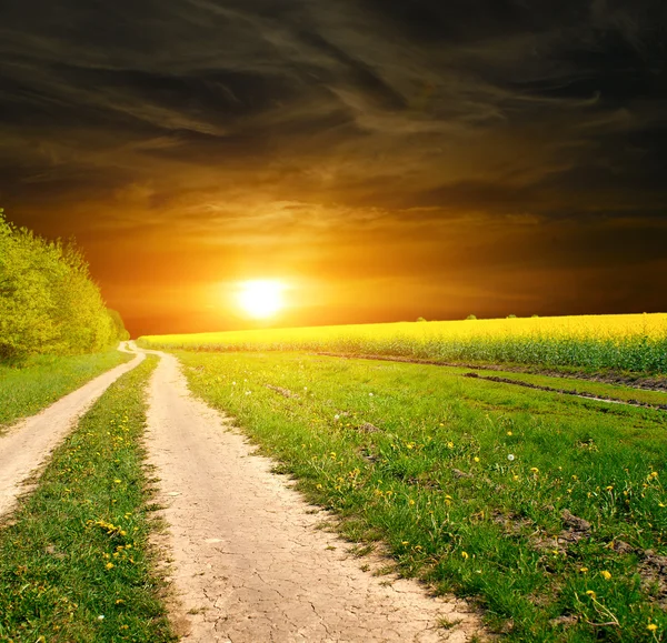 Ground road in the summer field — Stock Photo, Image