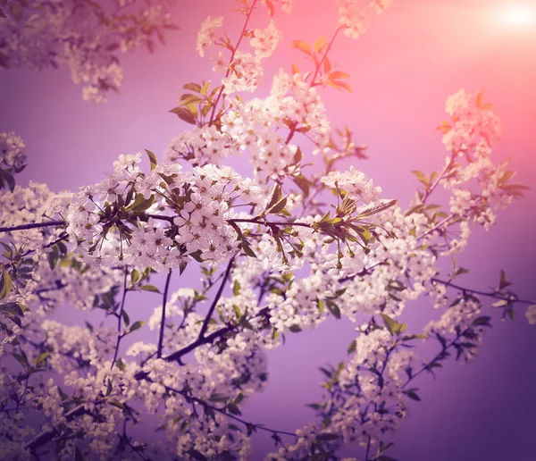 White cherry flower with the sky — Stock Photo, Image