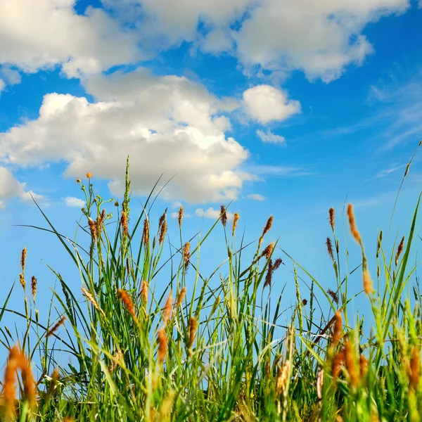 Grünes Gras mit dem Himmel — Stockfoto