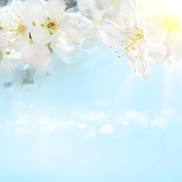 Fleur de cerisier blanc avec le ciel — Photo